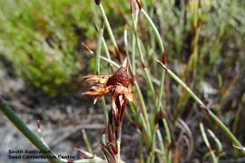   Fruit:   Hypolaena fastigiata ; Photo by South Australian Seed Conservation Centre, used with permission
